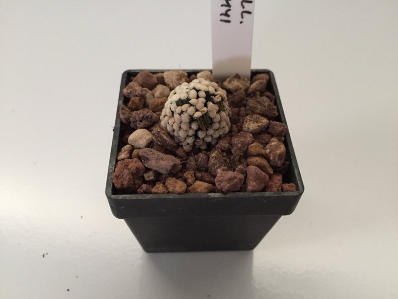 Mammillaria luethyi 