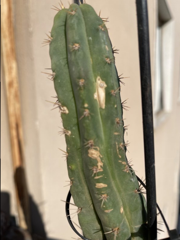 Echinopsis  