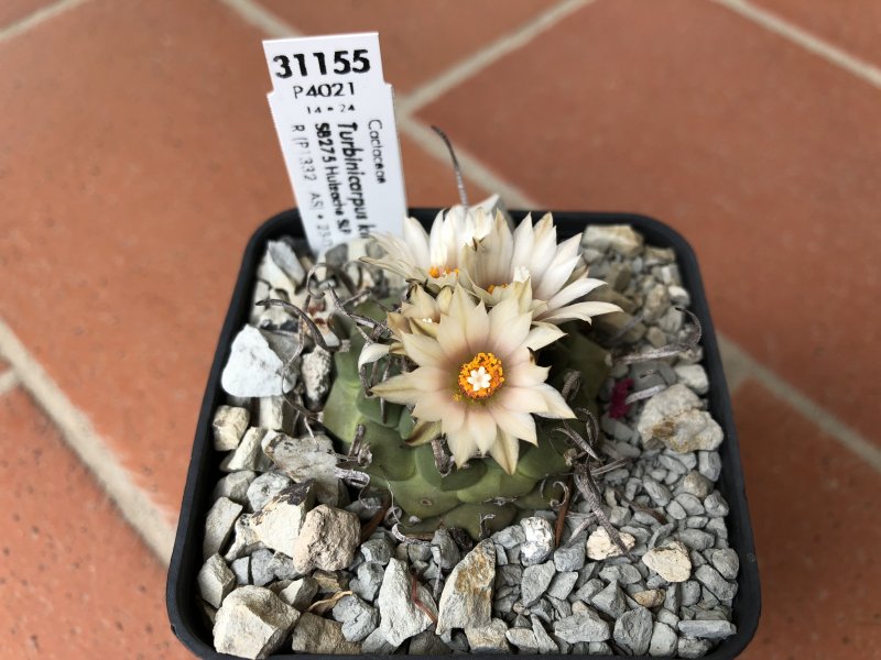 Turbinicarpus klinkerianus 