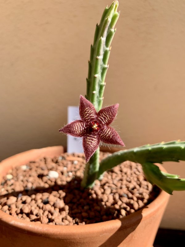 stapelia paniculata ssp. scitula