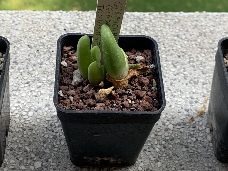 Gibbaeum gibbosum 