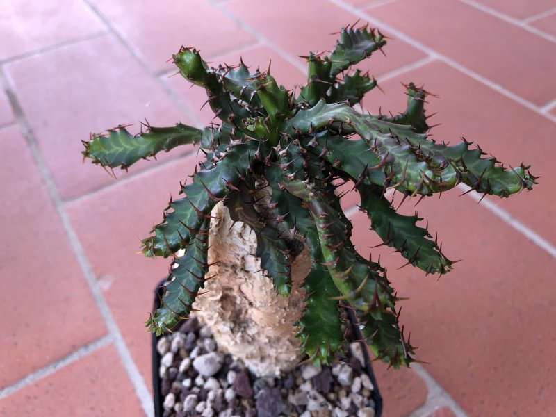 Euphorbia stellata 