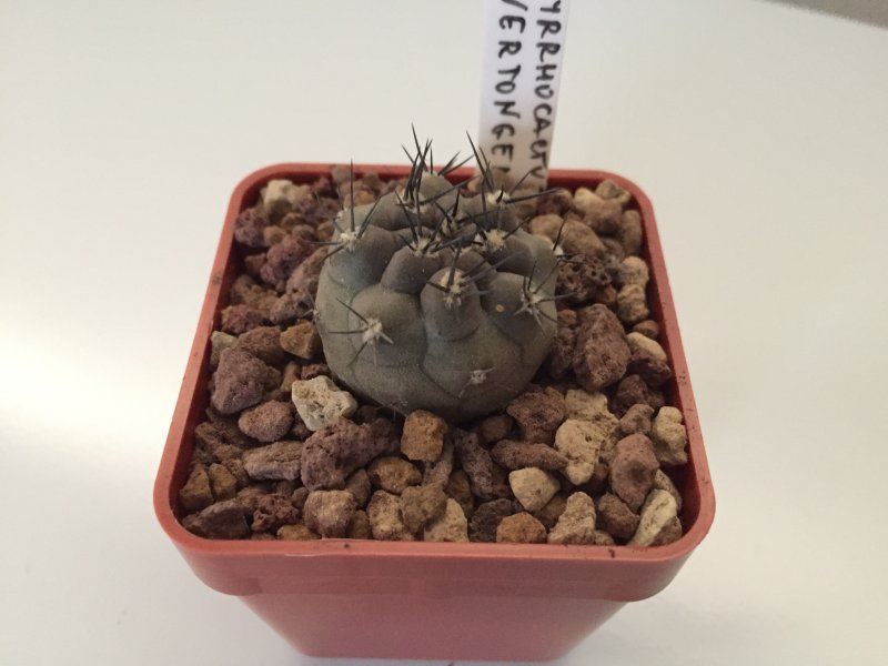 Pyrrhocactus vertongenii JN47