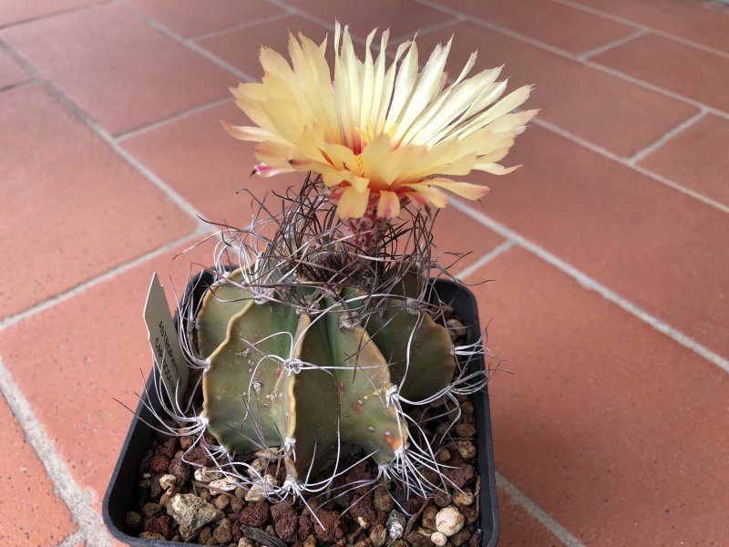 Astrophytum capricorne 