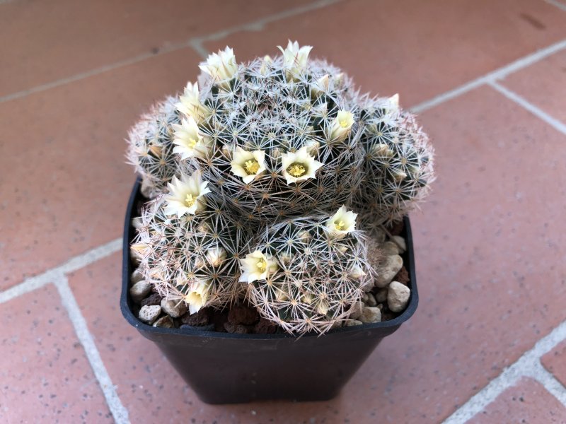 Mammillaria picta 