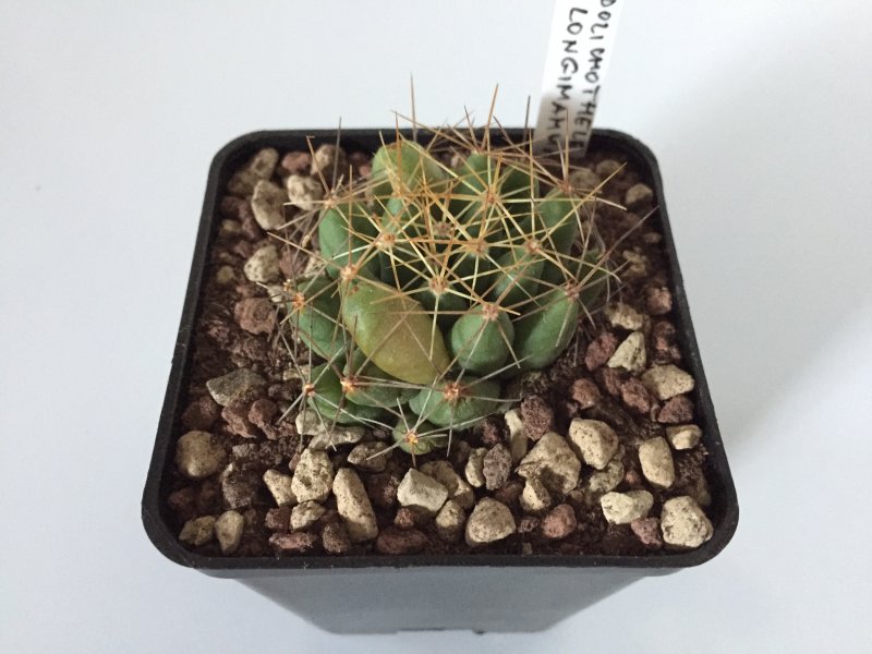 Mammillaria longimamma 