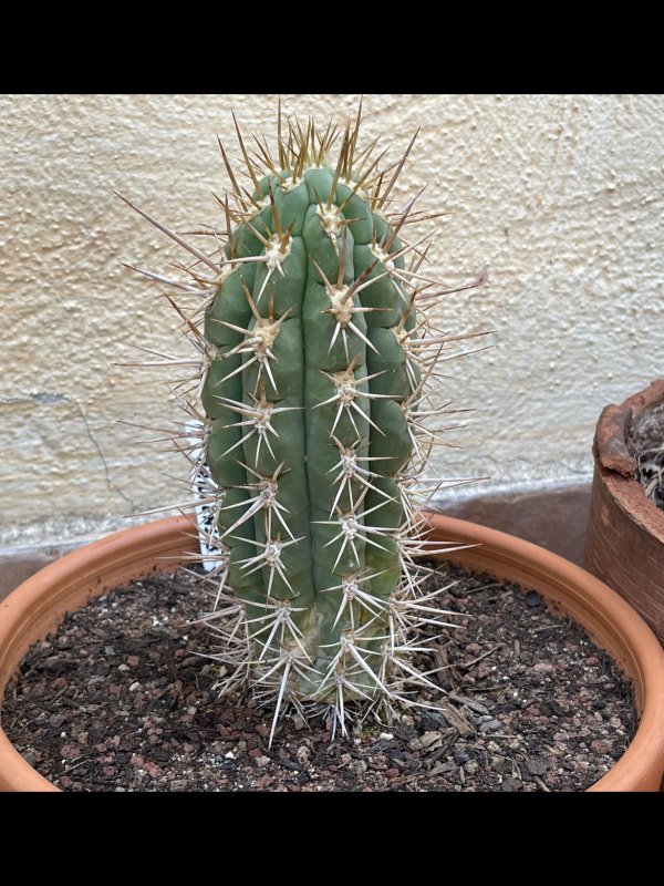 Trichocereus chiloensis 