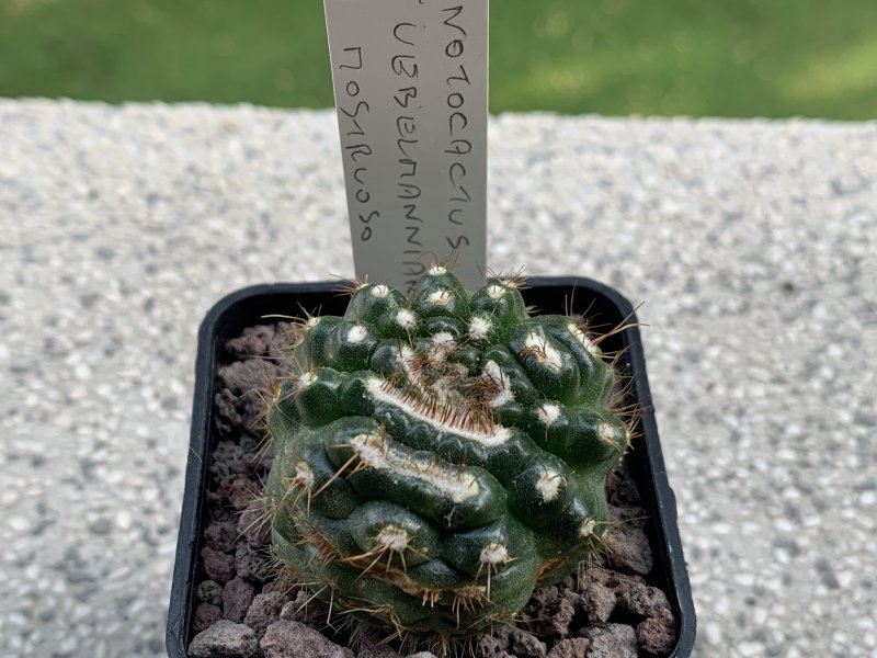 Notocactus uebelmannianus f. monstruosus 