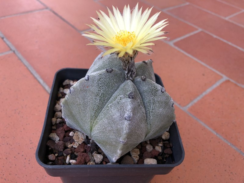 Astrophytum myriostigma 