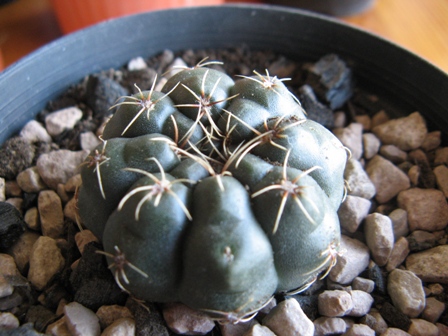 Gymnocalycium baldianu 