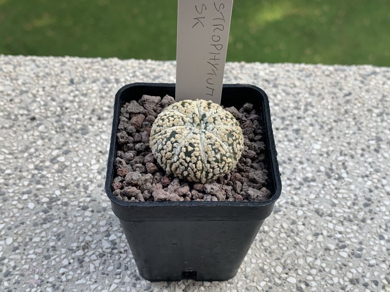 Astrophytum asterias cv. super kabuto 