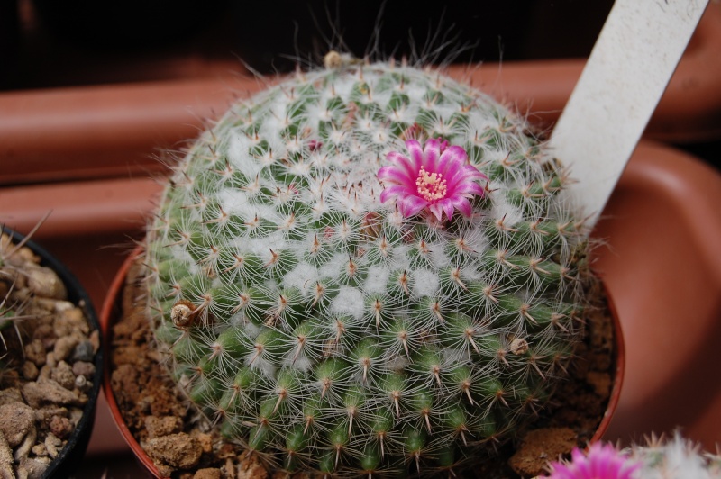 Mammillaria bachmannii 