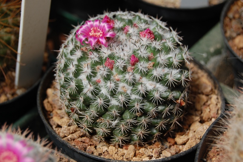 Mammillaria bachmannii 