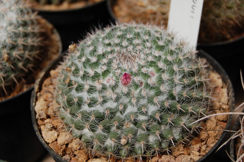 Mammillaria bachmannii 