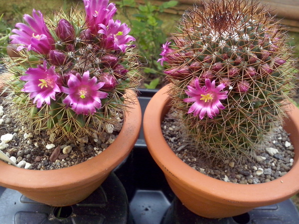 Mammillaria backebergiana 