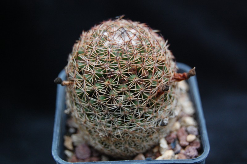 Mammillaria backebergiana ssp. ernestii 