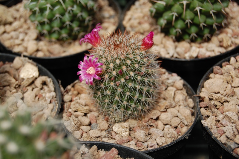 Mammillaria backebergiana v. gracilis 