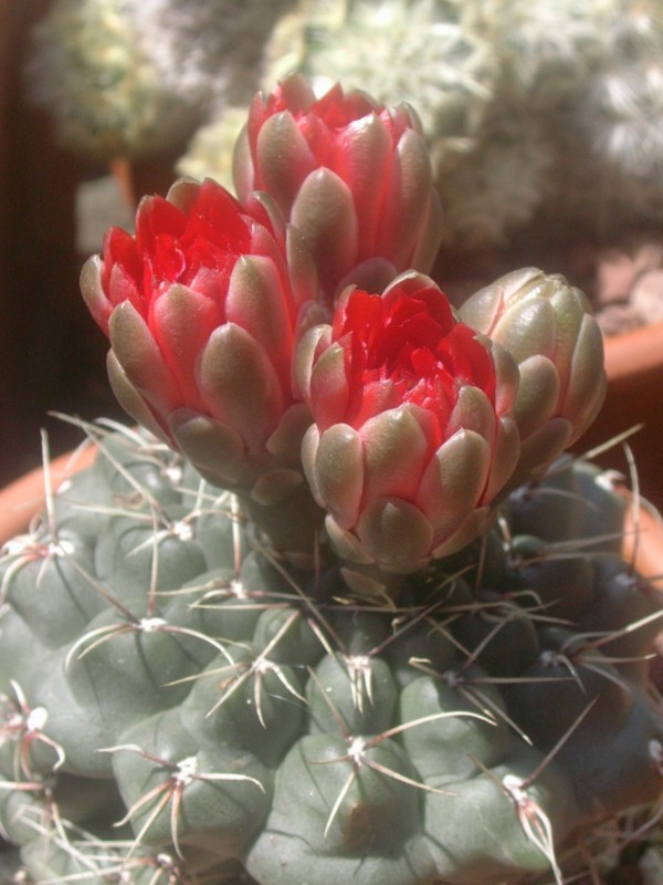 Gymnocalycium baldianum 