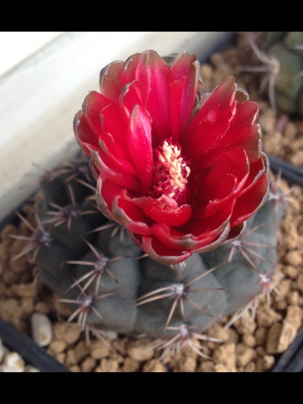 Gymnocalycium baldianum 