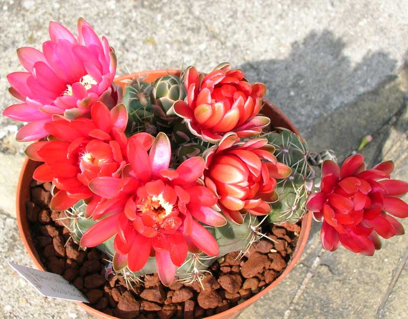 Gymnocalycium baldianum 