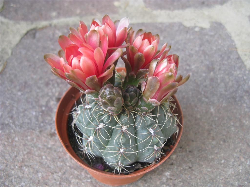 Gymnocalycium baldianum 