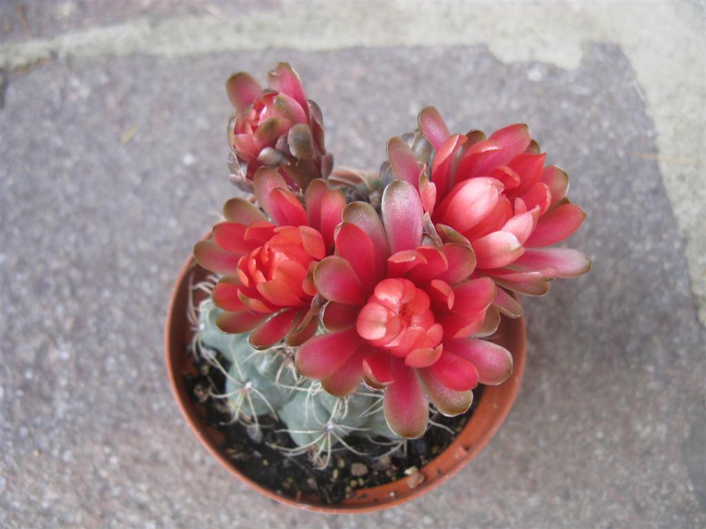 Gymnocalycium baldianum 