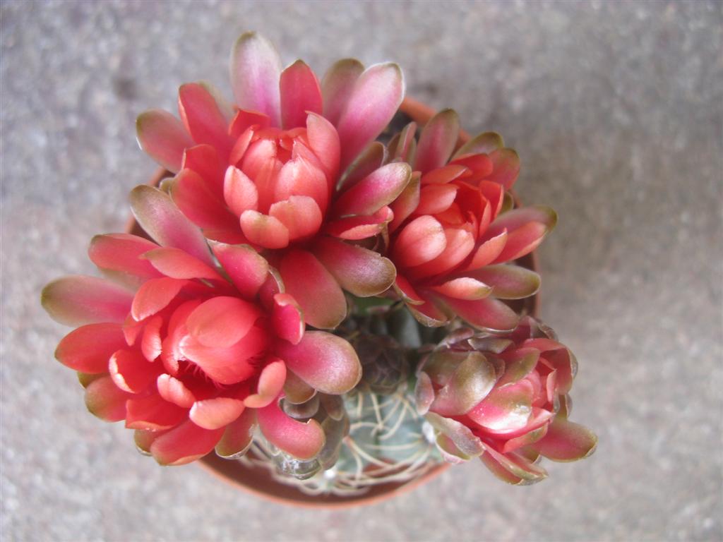 Gymnocalycium baldianum 