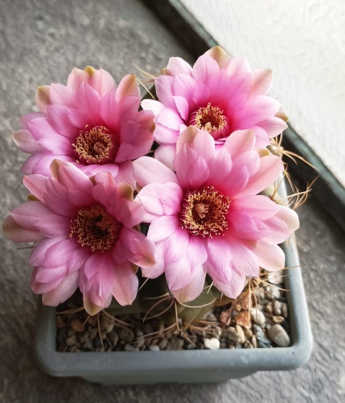 Gymnocalycium baldianum x horstii 