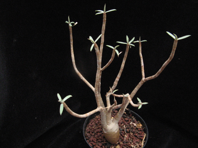 Euphorbia balsamifera 