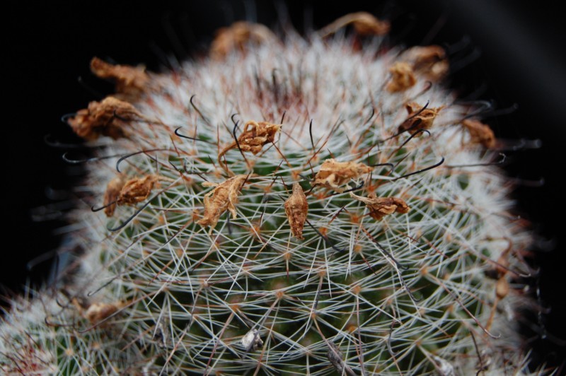 Mammillaria balsasoides 