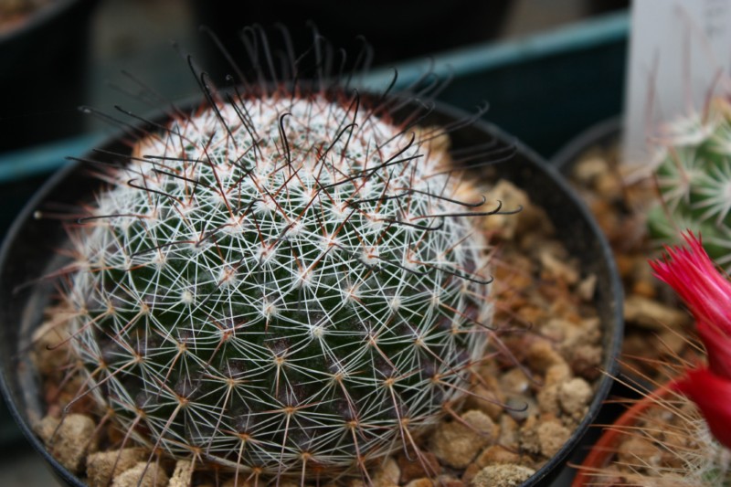 Mammillaria balsasoides 