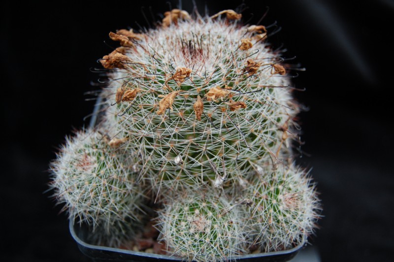 Mammillaria balsasoides 