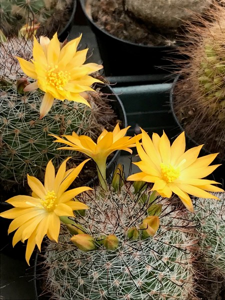 Mammillaria balsasoides 