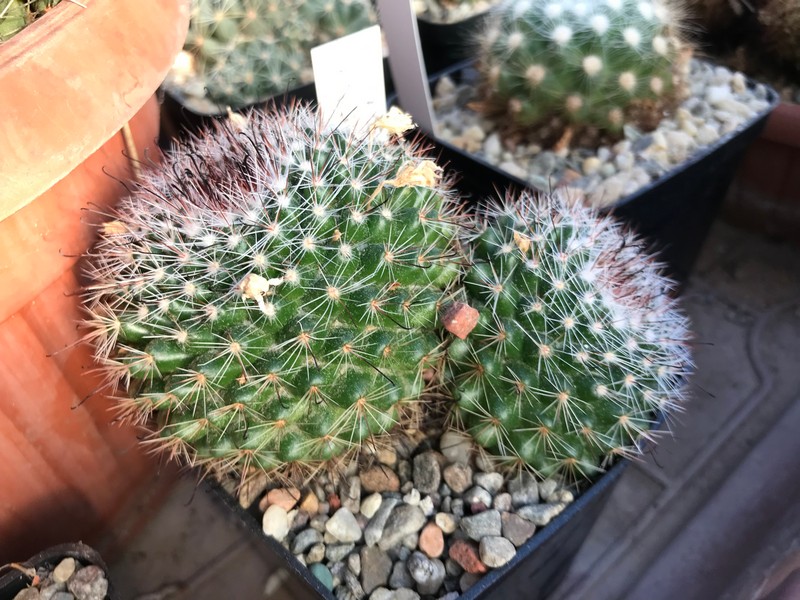 Mammillaria balsasoides 