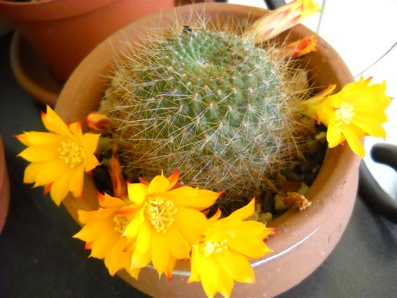 Rebutia marsoneri 