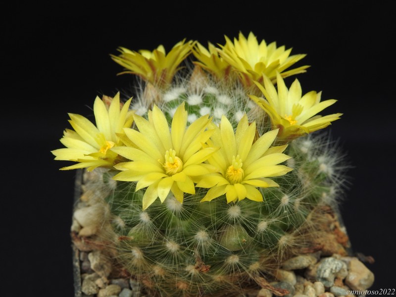 Mammillaria baumii 