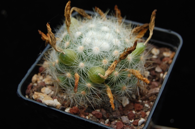 Mammillaria baumii 