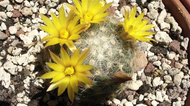 Mammillaria baumii 