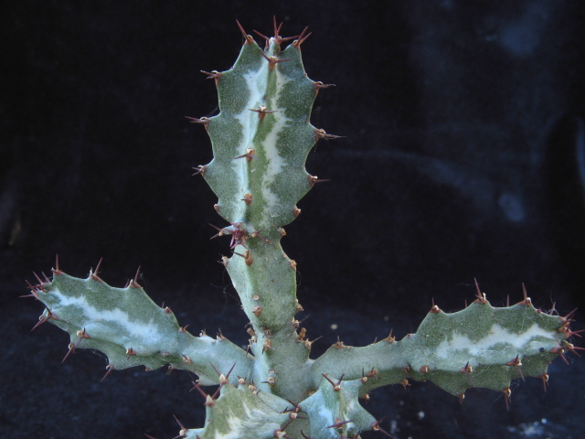 euphorbia baylissii