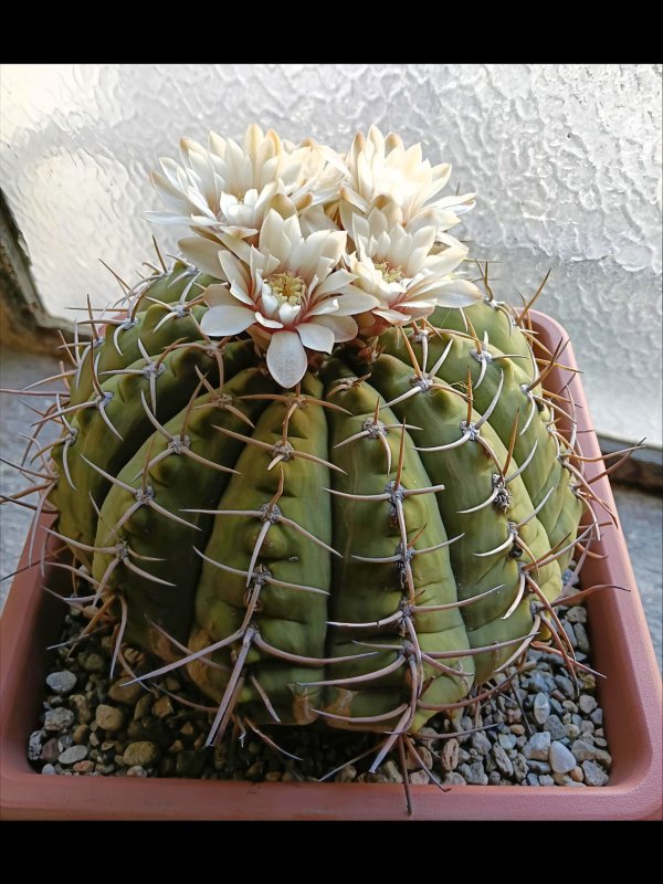 Gymnocalycium bayrianum 