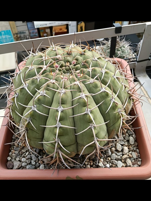 Gymnocalycium bayrianum 