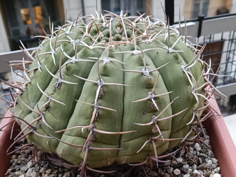 Gymnocalycium bayrianum 