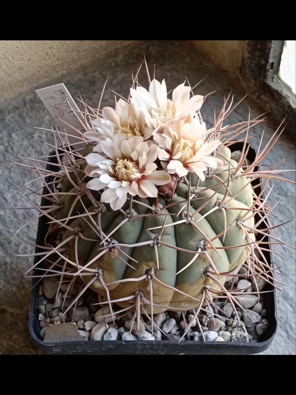 Gymnocalycium bayrianum p399