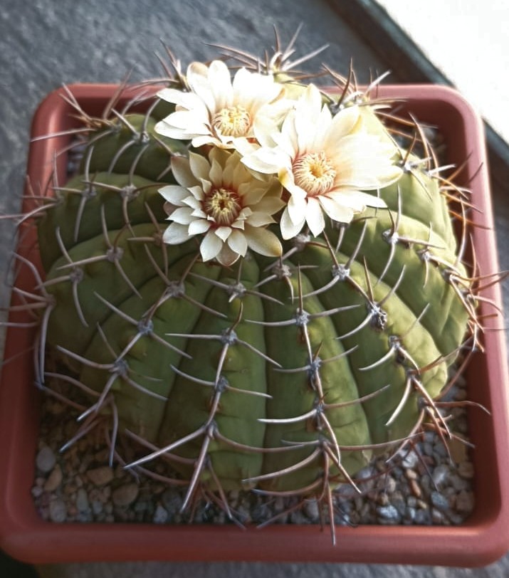 Gymnocalycium bayrianum 