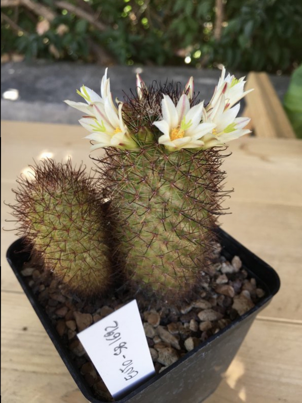 Mammillaria dioica SB 1692