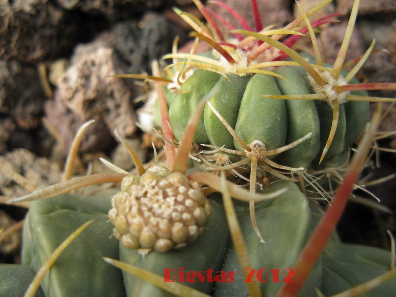 Ferocactus macrodiscus f. monstruosus 