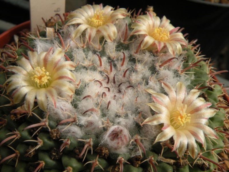 Mammillaria uncinata FO 188