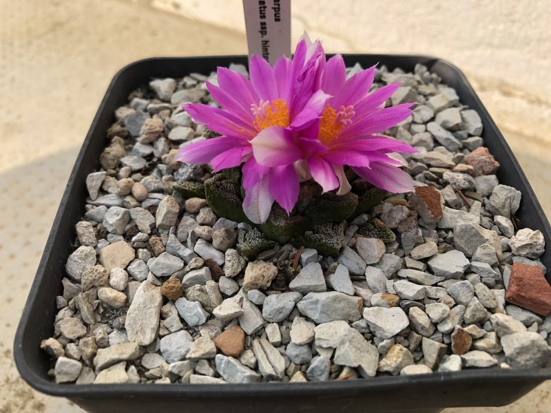 Ariocarpus fissuratus ssp. hintonii 