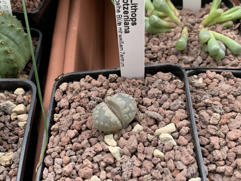 Lithops otzeniana 