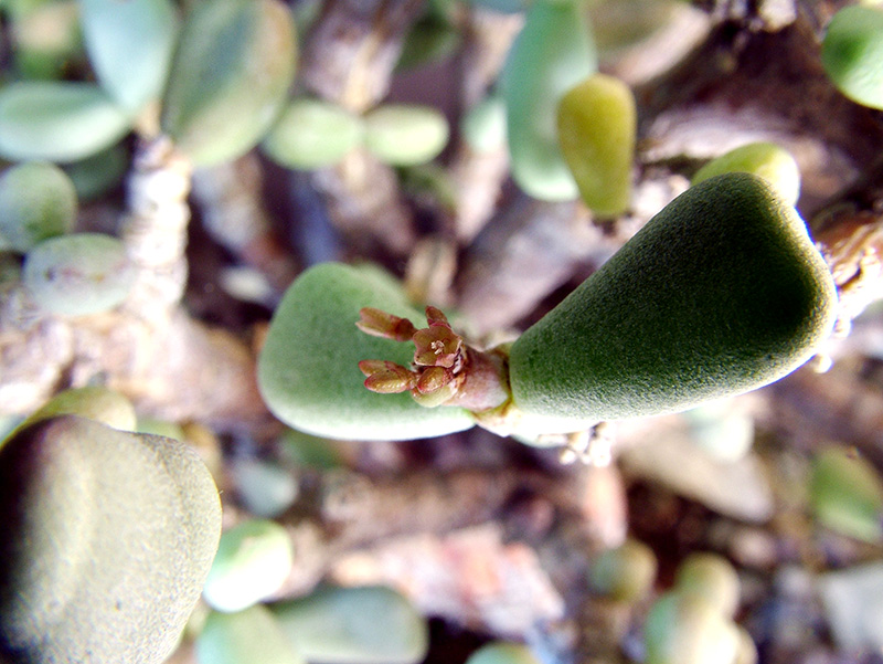 Ceraria pygmaea 